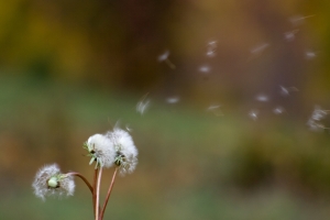 allergy treatment allergy treatment What are the different allergy treatments available?