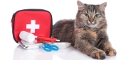 Cat First Aid Supplies