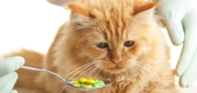 Cat Vitamins & Supplements