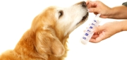 Dog Vitamins & Supplements