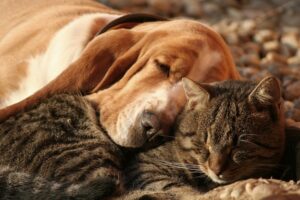 Dog owners are reported to be happier than cat owners