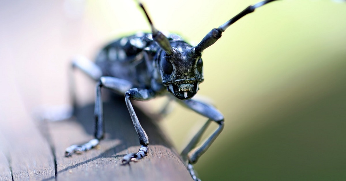 insect bite treatment, sting treatment and insect bite creams 