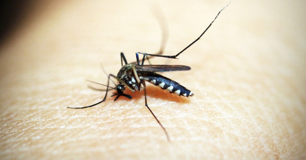 How do you prevent malaria
