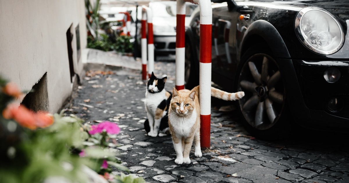 travelling with cats in car long distance