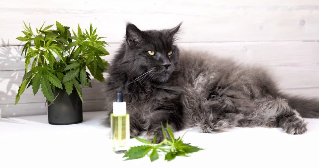 CBD cat treats