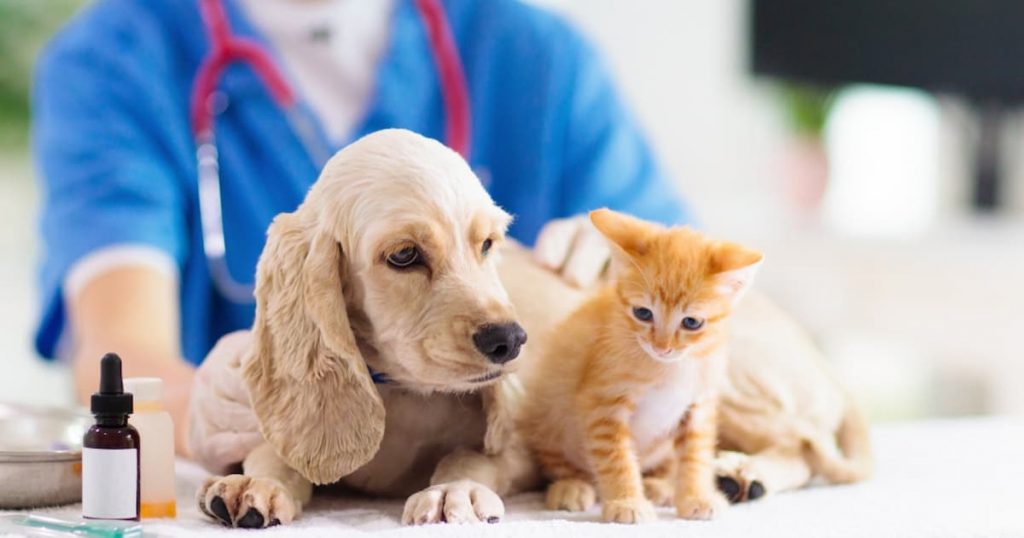 CBD Cat Treats: Natural Care for Feline Health - Benefits, Dosage & Tips