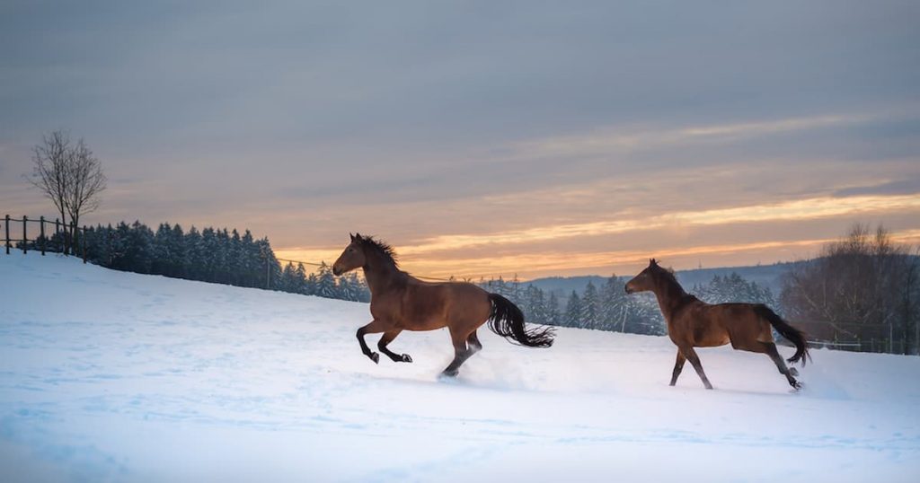 Keep Horse Warm In Winter